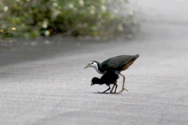 香ろう星のやオリジナルシロハラクイナ親子