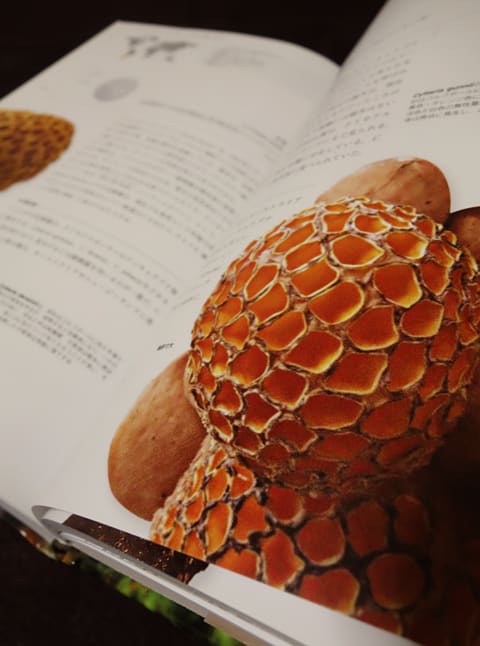 小林義雄 「 図説 菌類学 」初版 定価：15，000円 検察：図鑑