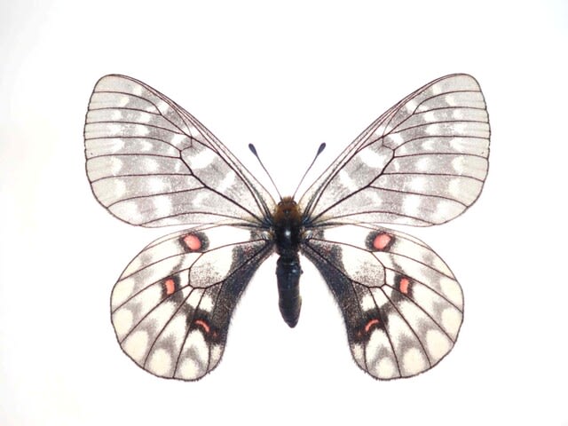 チョウセンウスバキチョウ Parnassius eversmannni sasai 0 チョウセンウスバキチョウ Parnassius eversmannni sasai 0