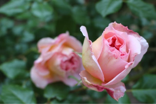 つる薔薇 シベールと アブラハムダービー - ポニョちゃんとキナコちゃん 時々薔薇と猫