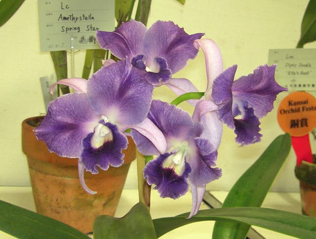 ◇Ctt. Mary Elizabeth Bohn'Akiyama' - カトログ ◇Ctt. Mary Elizabeth Bohn'Akiyama' - カトログ