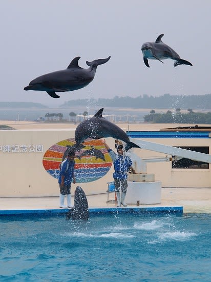 美ら海水族館 イルカ・クジラショー - Take's Digital Diary