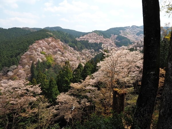 吉野 千本桜③ ≪中千本－金峯山寺～吉水神社≫ - 水早 -mizuha