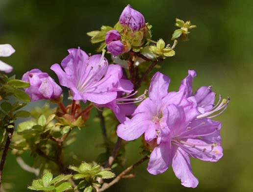 鉢植えのミヤマキリシマツツジ（1）「藤懸」 - Koba の庭～春夏秋冬