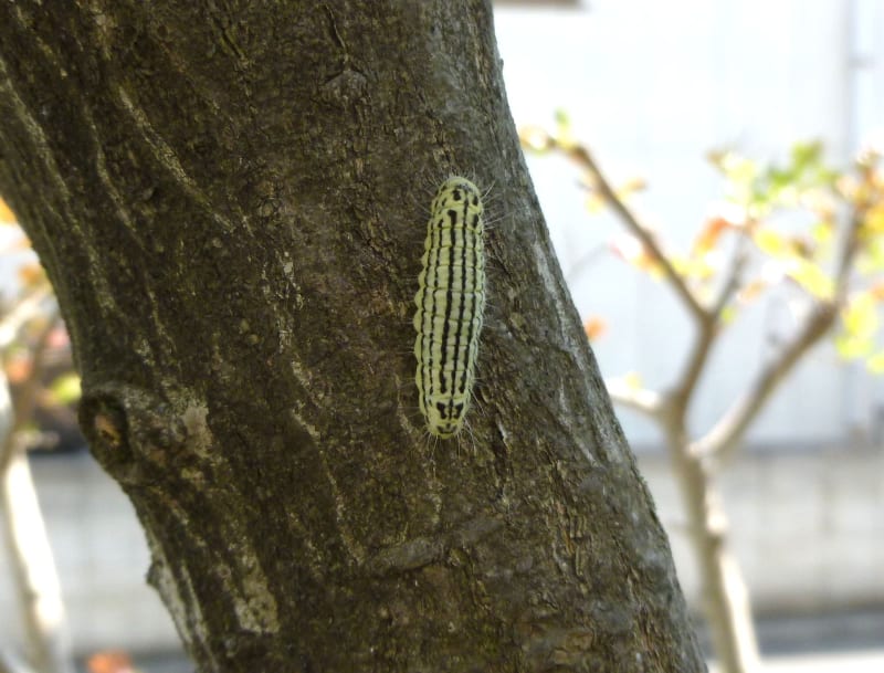 ミノウスバの幼虫大発生 小さな栗の木の下で ミノウスバの幼虫大発生 小さな栗の木の下で