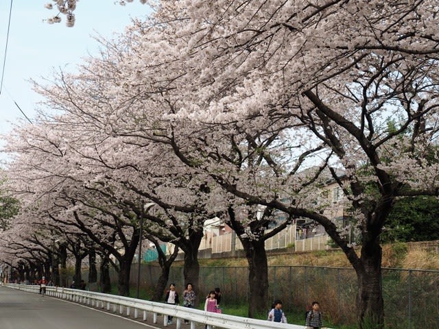 相模線が走る桜並木路を散策 - メタボ君の自由・気ままな人生