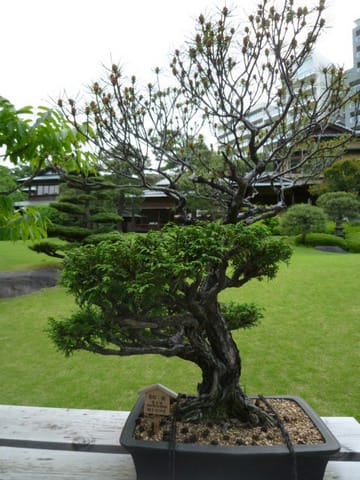 八芳園の盆栽5月16日（水） BONSAI at Happo-en(wedding