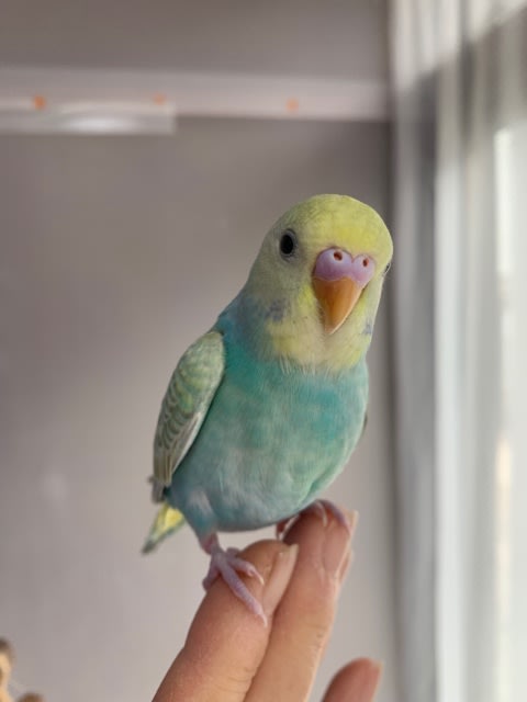 販売中❣️1人餌の手乗りインコちゃん - 手乗りインコの店