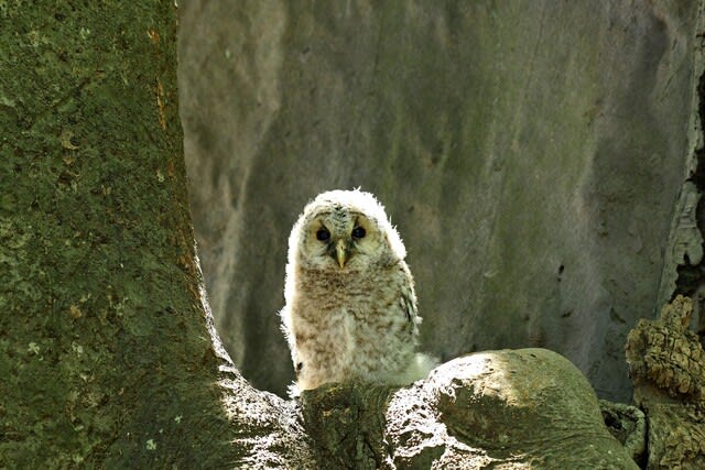 森の忍者・・・（フクロウ） - 野鳥と野鳥写真(観察と展示)