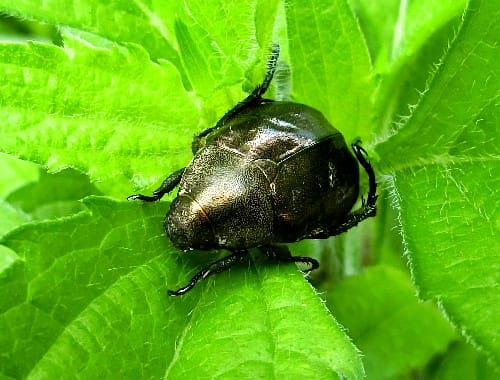昆虫観察、甲虫目総集編、コガネムシ科、カミキリムシ科、他 昆虫観察、甲虫目総集編、コガネムシ科、カミキリムシ科、他