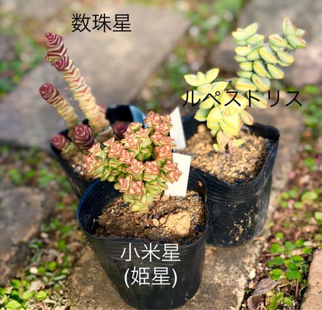 増えた多肉棚 - 雑木と宿根草とクレマチスの小さな庭づくり