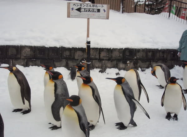 旭山動物園 ・ペンギンのお散歩2010 - 旭川発 ハッピーなくらし 旭山動物園 ・ペンギンのお散歩2010 - 旭川発 ハッピーなくらし