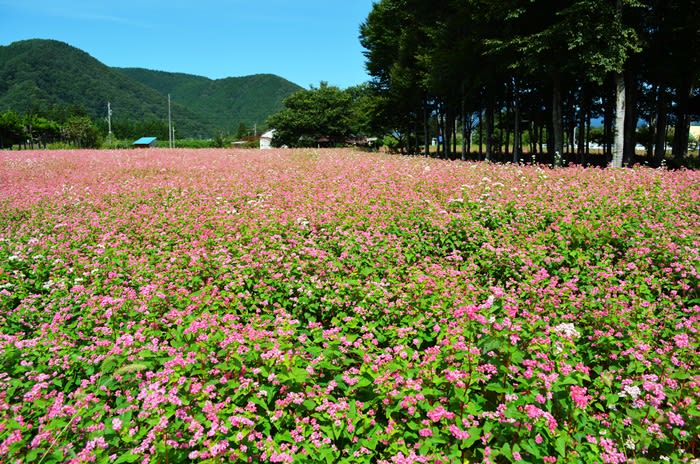 遂にたどり着けました・・・赤蕎麦の花 - こころの染織 遂にたどり着けました・・・赤蕎麦の花 - こころの染織