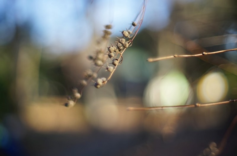 ボケが特徴的なG.ZUIKO AUTO-S 50mm F1.4 - 迷レンズ探訪 ボケが特徴的なG.ZUIKO AUTO-S 50mm F1.4 - 迷レンズ探訪