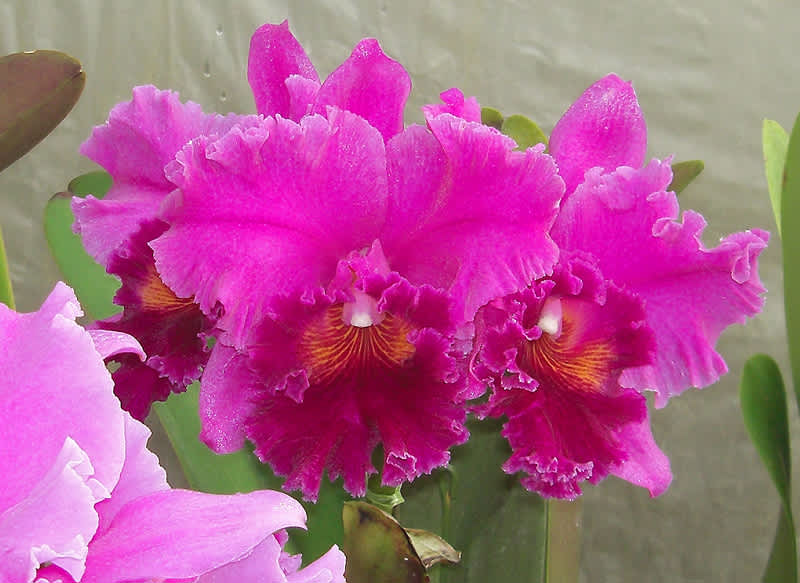 ○Rlc. Memoria Crispin Rosales'Princess Michiko' - カトログ