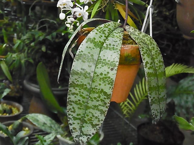 原種 胡蝶蘭 Phal. celebensis - 富貴蘭讃歌