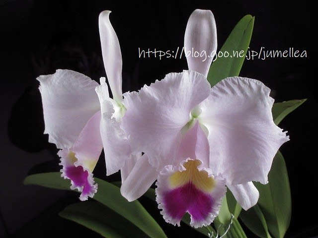 カトレア原種トリアネイACバレッジ C. trianaei 'AC Burrage