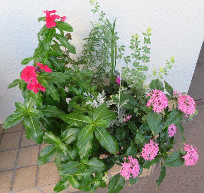 11月の寄せ植え鉢-N：夏の花ニチニチソウとペンタスが元気
