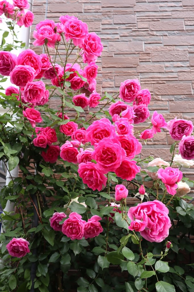 薔薇 花束0026】バラの花束（R） - 株式会社正花園