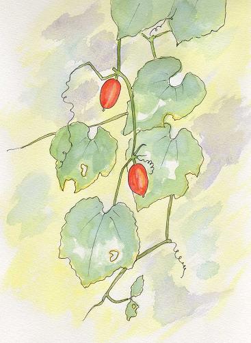 カラスウリ - 水彩画 よしのの部屋
