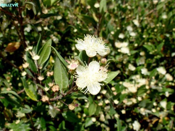 ミルトス・コミュニス Myrtus communis - The wild flowers of ミルトス・コミュニス Myrtus communis - The wild flowers of