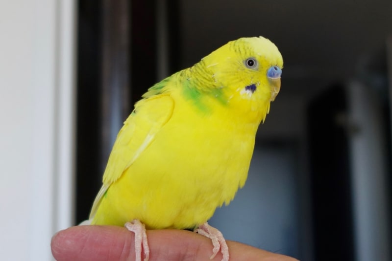 86 あれもこれも黄色い セキセイインコに乗っ取られた 株式私情 My Stock News 86 あれもこれも黄色い セキセイインコに乗っ取られた 株式私情 My Stock News