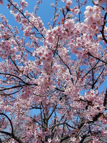 百花繚乱 桜たち - 春夏秋冬 花 mikio 百花繚乱 桜たち - 春夏秋冬 花 mikio