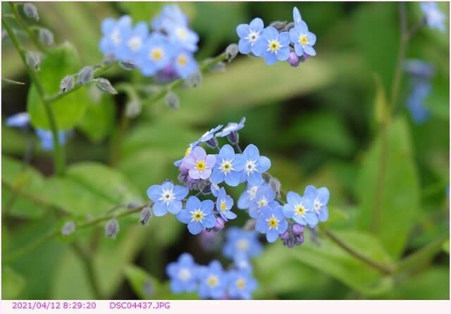 ワスレナグサ 〈 勿 忘 草 〉 - 散歩写真