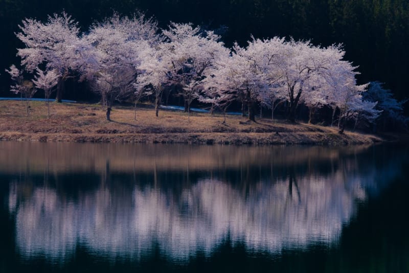 中子の桜 ホタルの独り言 Part 2 中子の桜 ホタルの独り言 Part 2