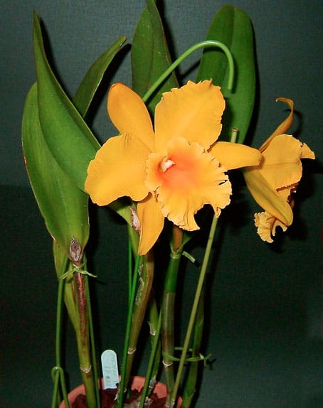 Rlc. Haw Yuan Gold'Yong Kon #2（永康二號）'画像集 - カトログ