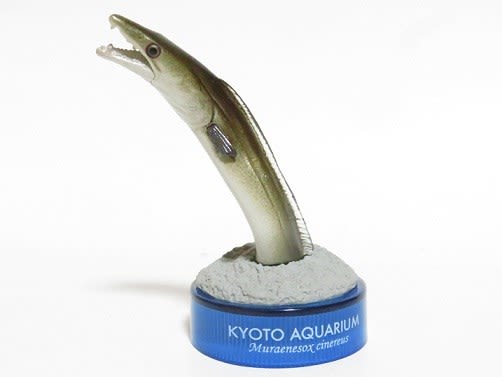 京都水族館コレクション ハモ - お気楽忍者のブログ 弐の巻