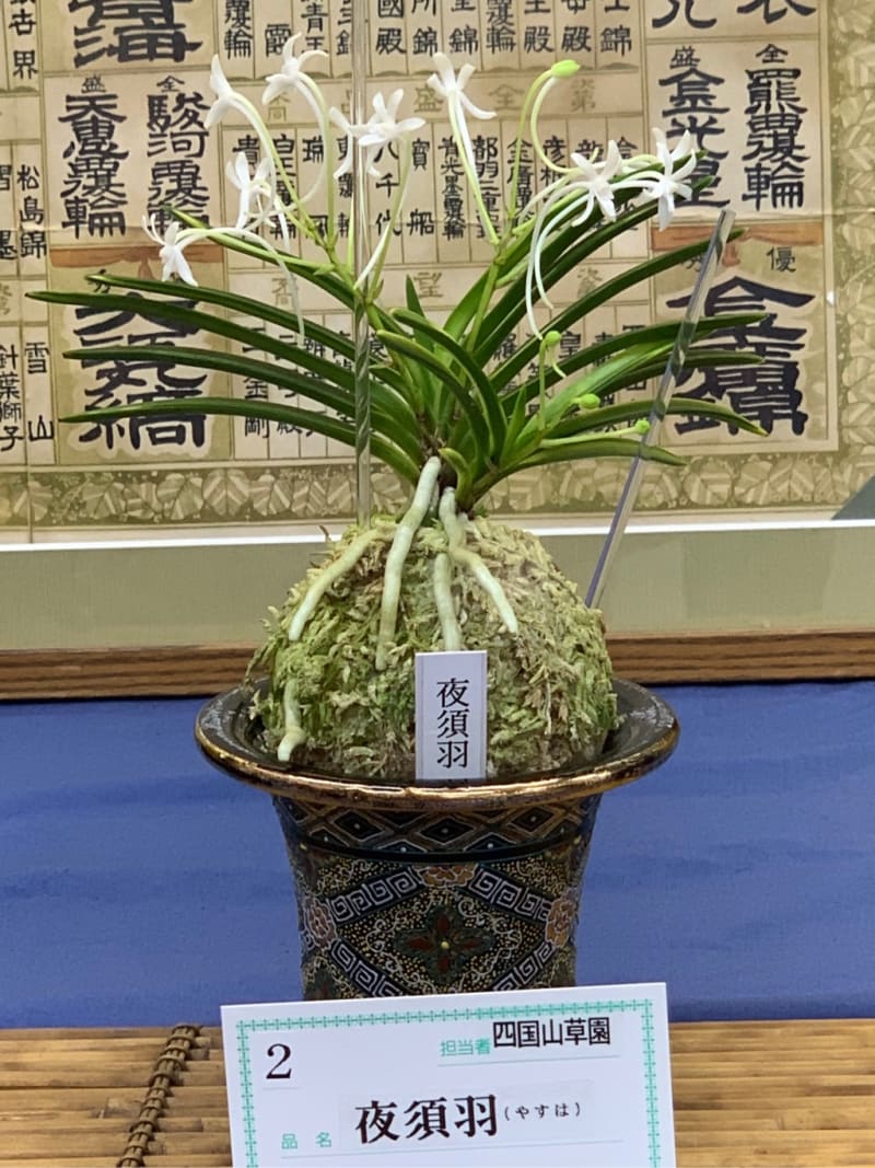 富貴蘭 花の祭典「東京フウラン展」 - 純風満蘭 富貴蘭・風蘭 富貴蘭 花の祭典「東京フウラン展」 - 純風満蘭 富貴蘭・風蘭