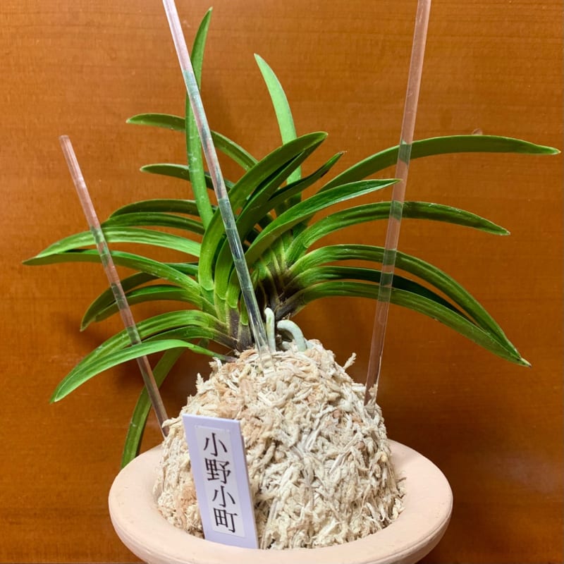 羆の青 その2 - 富貴蘭の日記 芳香庵