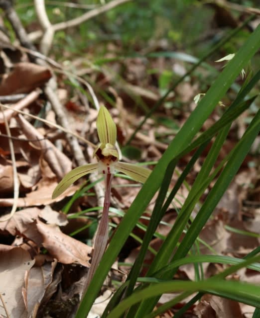 日本の里山に咲く野生らん「シュンラン」 - 山と蘭と恋の華 日本の里山に咲く野生らん「シュンラン」 - 山と蘭と恋の華