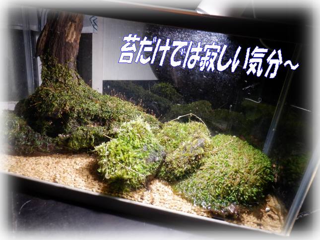 ガラスの中の💚あなただけの癒やしの空間～使わなくなった水槽で