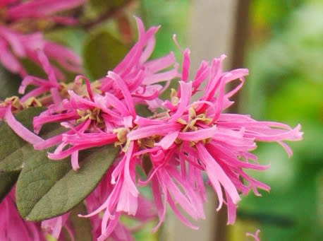 紅花ベニバナトキワマンサク 株立ち 約2m 特大植木苗木