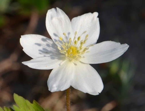 鉢植えの「二輪草」 - Koba の庭～春夏秋冬