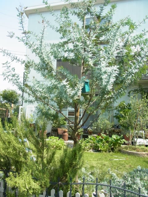銀葉アカシアプルプレア剪定 - Olive Gardening過去ログ倉庫 銀葉アカシアプルプレア剪定 - Olive Gardening過去ログ倉庫