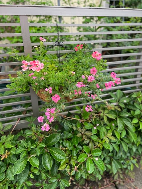 クレマチスの2番花が次々と開花＊猛暑に備えて遮光しまくり