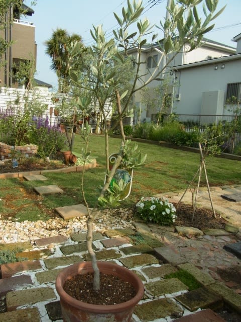 新品種!!バロウニ - Olive Gardening過去ログ倉庫 新品種!!バロウニ - Olive Gardening過去ログ倉庫