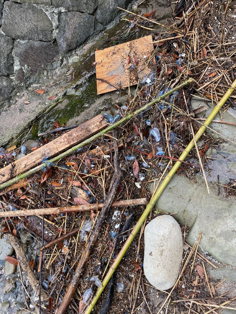逗子海岸トイレ盗撮 