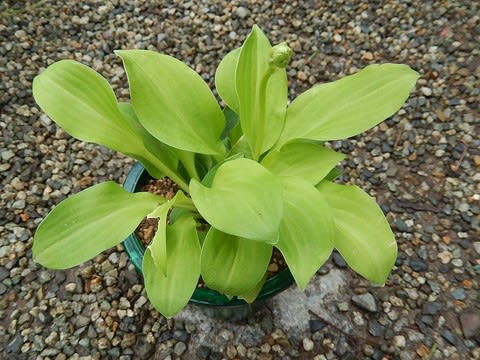 ギボウシ（花が咲き始めました） - 植物大好き♫ 出会い
