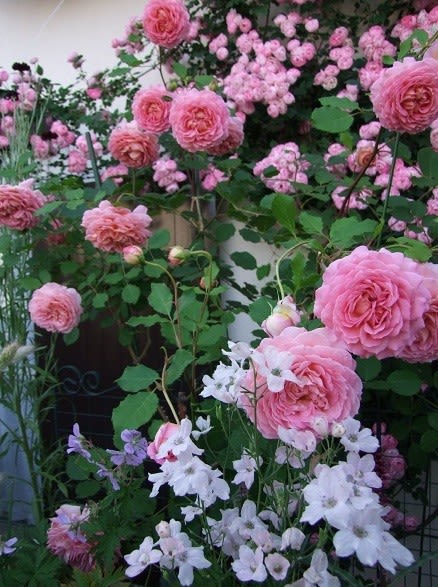 春の開花2018 5月25日～6月1日 - 春夏秋冬お散歩日記