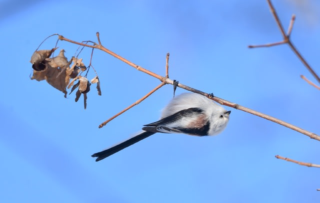 シマエナガ 島柄長 2021.1.6 - あいの里鳥日記 シマエナガ 島柄長 2021.1.6 - あいの里鳥日記