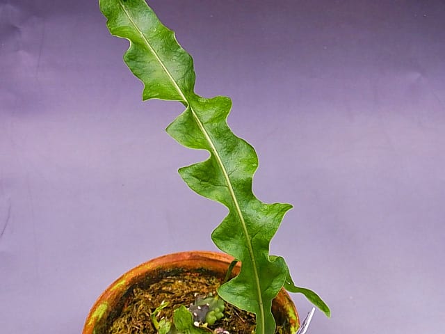 Akihiro Ito | Lecanopteris balgooyi このクオリティで販売