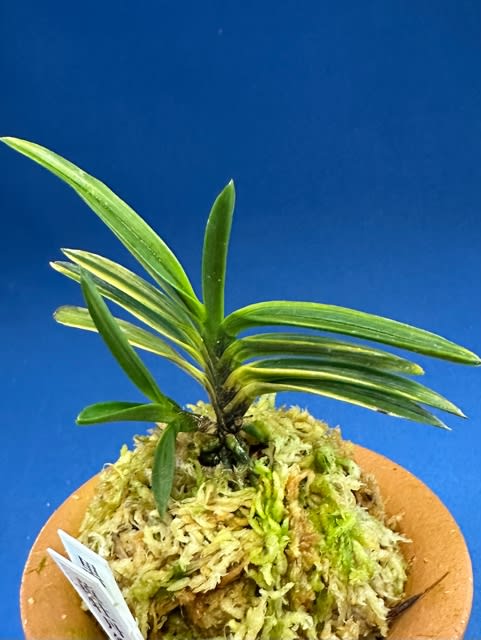 黄牡丹錦 - 奥深い富貴蘭 黄牡丹錦 - 奥深い富貴蘭