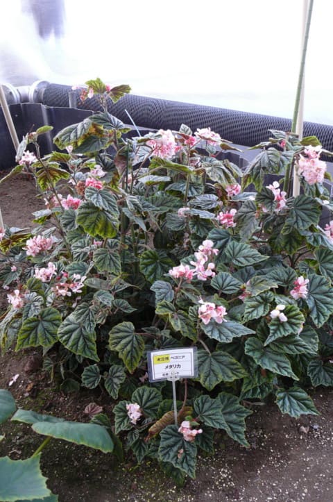 岩手県立花きセンターの木立性ベゴニア メタリカ・ピンク