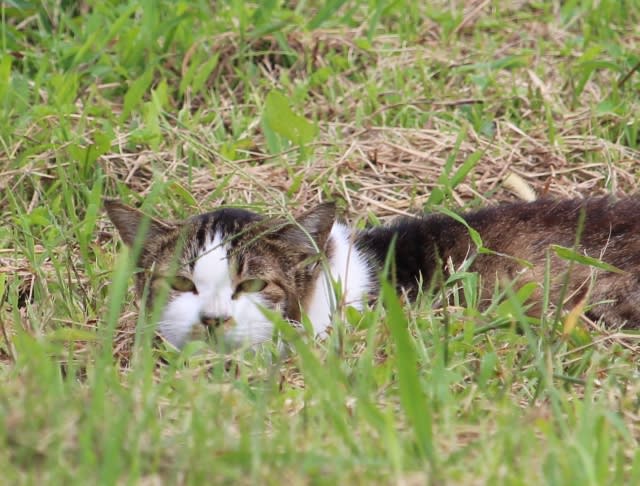 田んぼの畔に猫が - 平々凡々～ へぃへぃぼんぼん