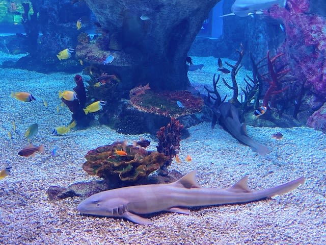 サメ親子とサンゴ礁のアクアリウム♪♪ サメ親子とサンゴ礁のアクアリウム♪♪
