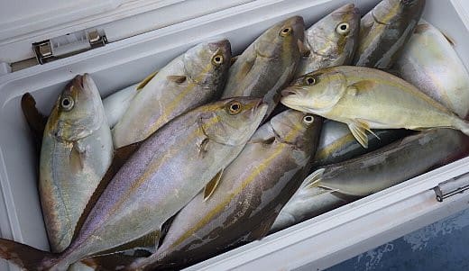 Youji Hibino | カンパチ17kg.15kg.31kg🐟 頭だけになってしまっ